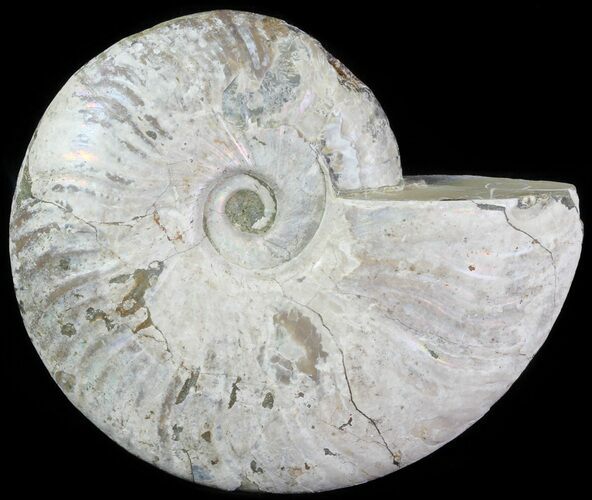 Silver Iridescent Ammonite - Madagascar #61499